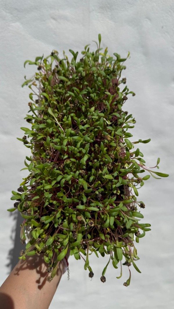 Producto - Cultiva tus microgreens en casa - Online - 5