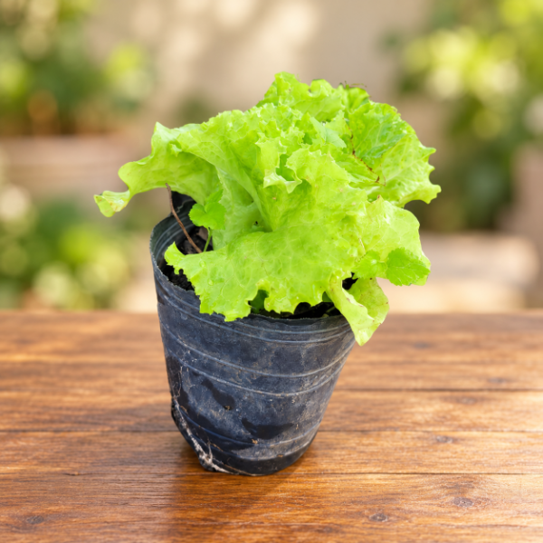Producto - Lechuga