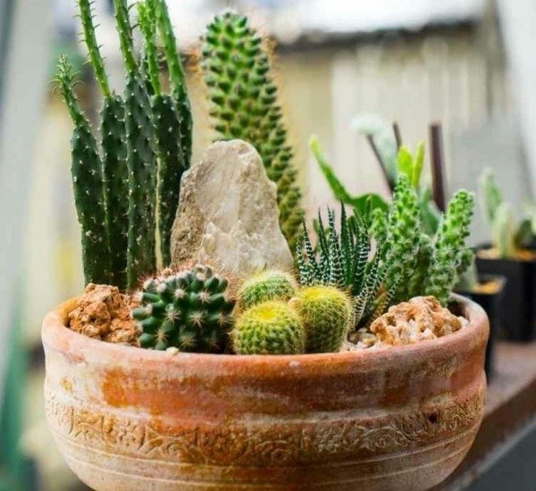 Producto - Semillas De Cactus Cantero Maceta - 1