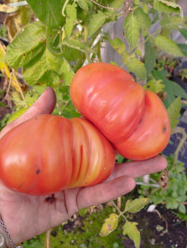 Producto - Tomate italiano