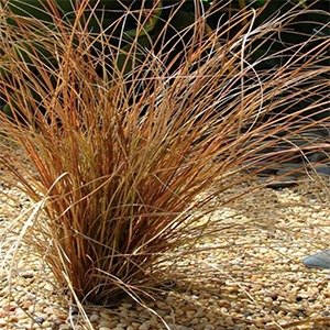 Producto - Carex bronzina