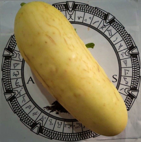 Producto - PEPINO BLANCO