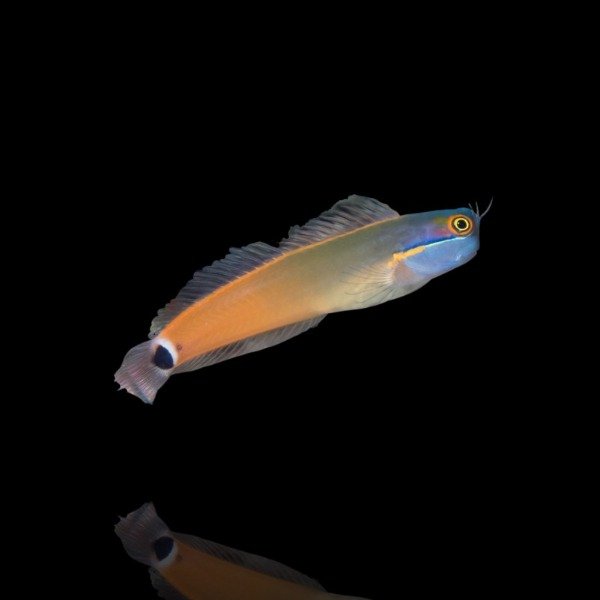 Producto - Ecsenius stigmatura