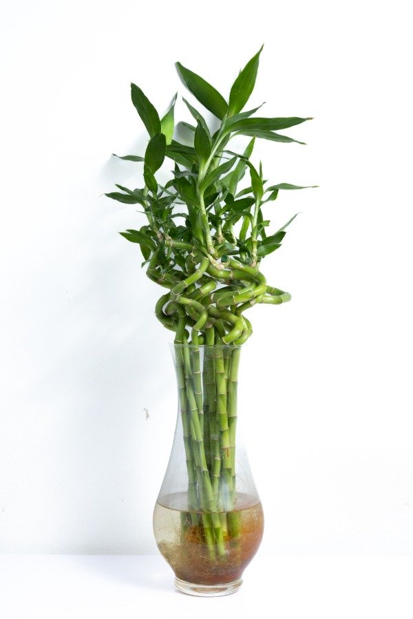 Producto - Lucky Bamboo Espiralado 40 cm