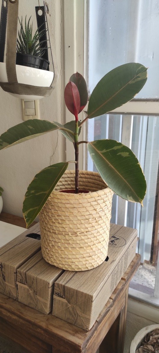Producto - Canasto de fibras naturales chico