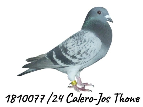 Producto - 1810077 / 24