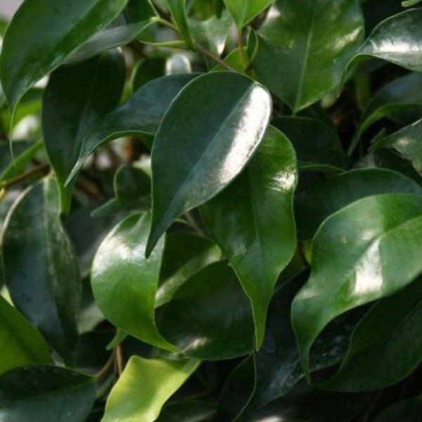 Producto - Ficus