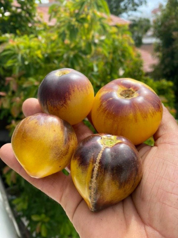 Producto - SEMILLAS DE TOMATE REBEL STARFIGHTER KAYLEIGH ANNE