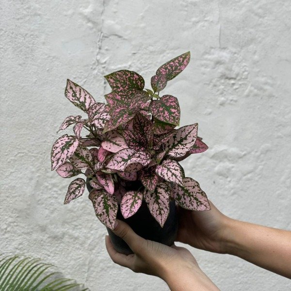 Producto - Hypoestes m13