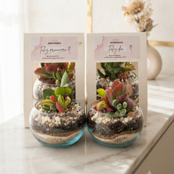 Producto - Souvenir - Terrario Mandy 2 - 0