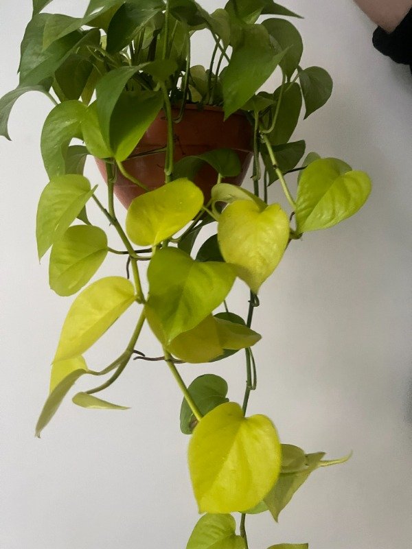 Producto - Potus Limon Mediano