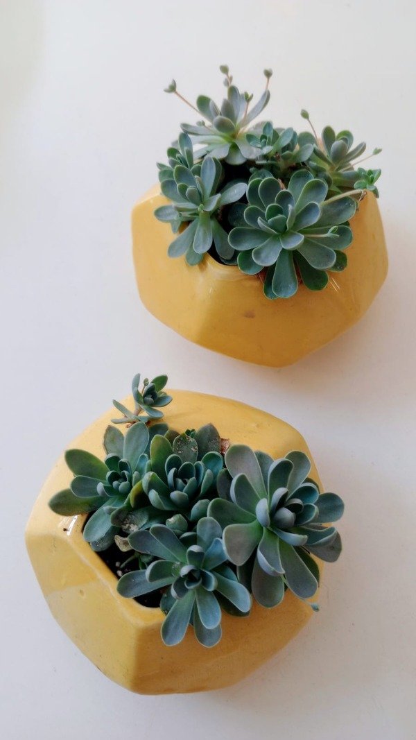 Producto - Macetas Chicas con plantas