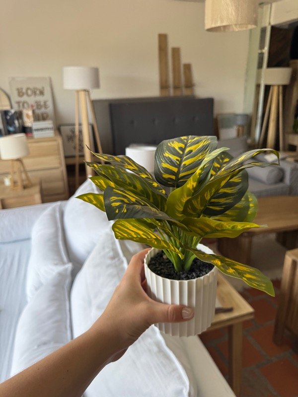 Producto - Maceta con planta