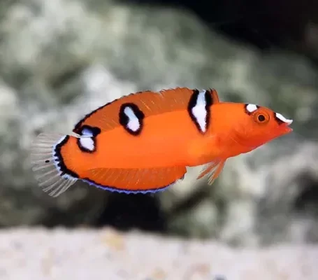 Producto - Coris gaimard