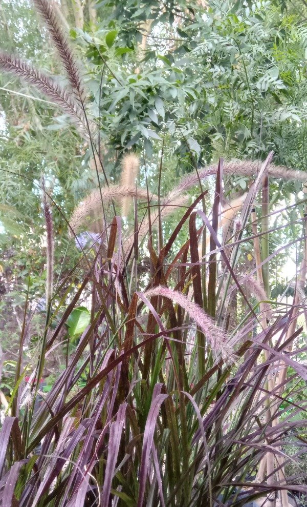 Producto - Pennisetum - 4
