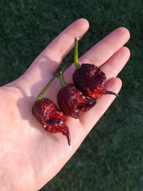 Producto - 10 Semillas de Ají Purple Gator Jigsaw (Carolina Reaper Purple x Gator Jigsaw)