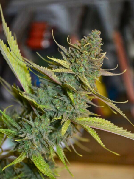 Producto - Critical Kush XL x6 - Pachamama
