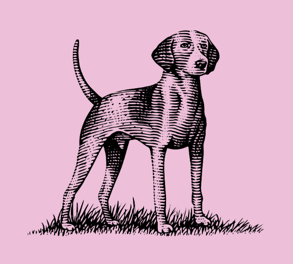 Producto - 66. Perro