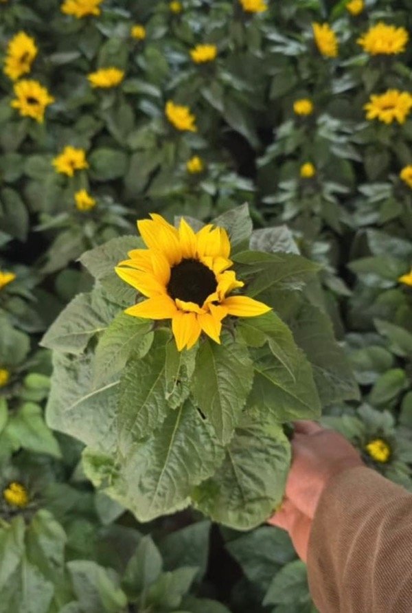Producto - Girasol - 0