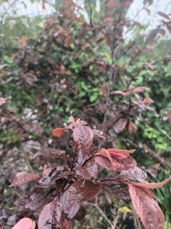 Producto - Ciruelo de Jardín - 2