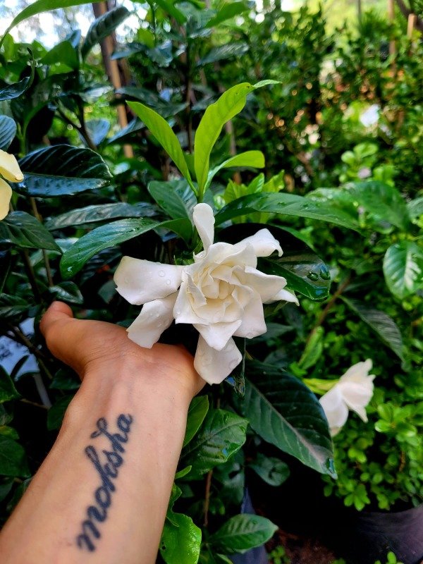 Producto - Gardenia Jasminoides o Jazmin del Cabo