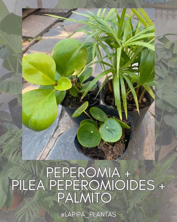 Producto - PROMO INTERIOR - Peperomia, Pilea Peperomioides, Palmito -
