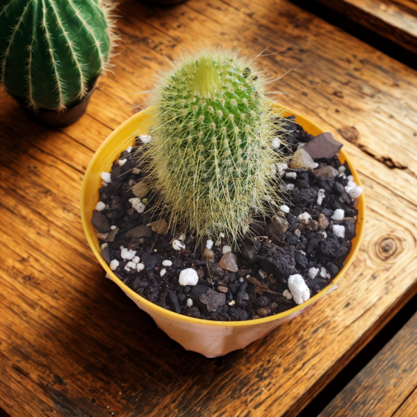 Producto - Cactus Torre Amarilla