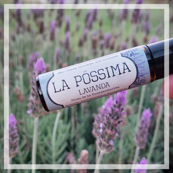 Producto - LAVANDA