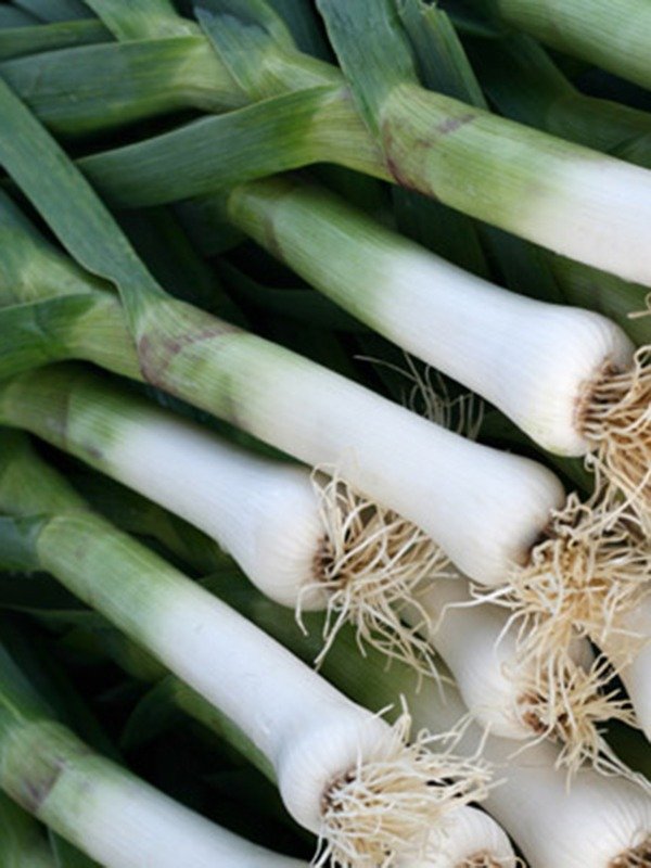 Producto - Puerro agroecológico