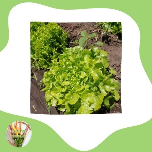 Producto - Lechuga francesa -500gr
