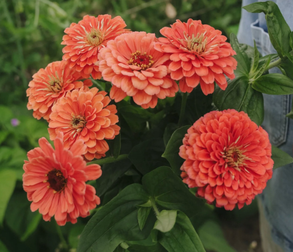 Producto - Zinnia elegans Benary's Giant Salmon Rose - 0