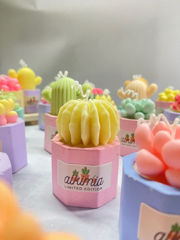 Producto - Cactus y suculentas - 4