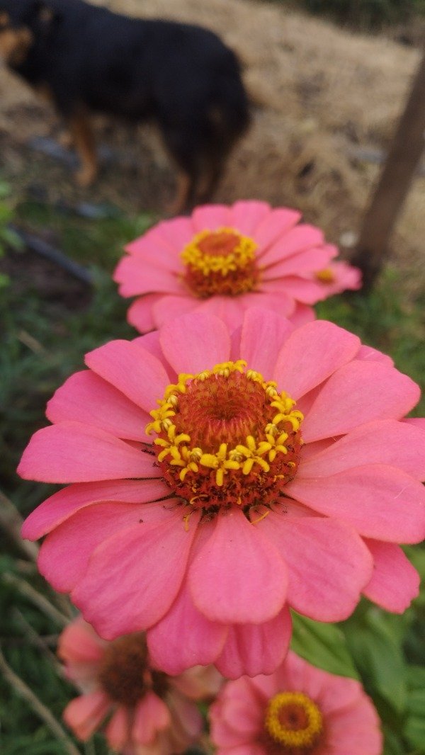 Producto - Zinnia coral