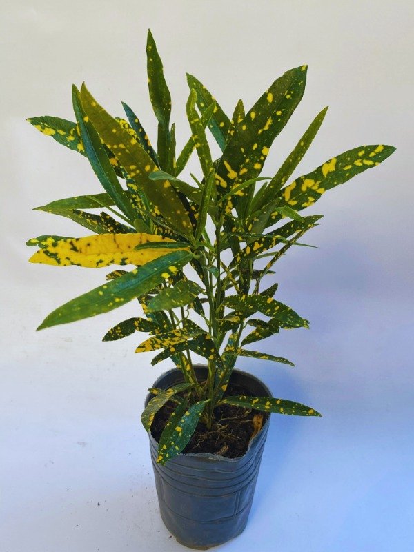 Producto - Croton fideo en maceta N12