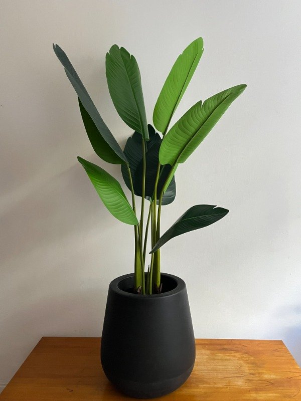 Producto - Strelitzia Nicolai Sin Riego 120cm