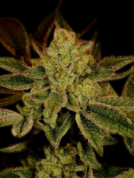 Producto - Super Lemon Haze Auto x3 - Greenhouse Seeds