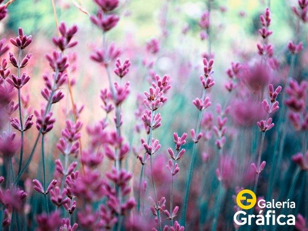 Producto - Flores FS 40