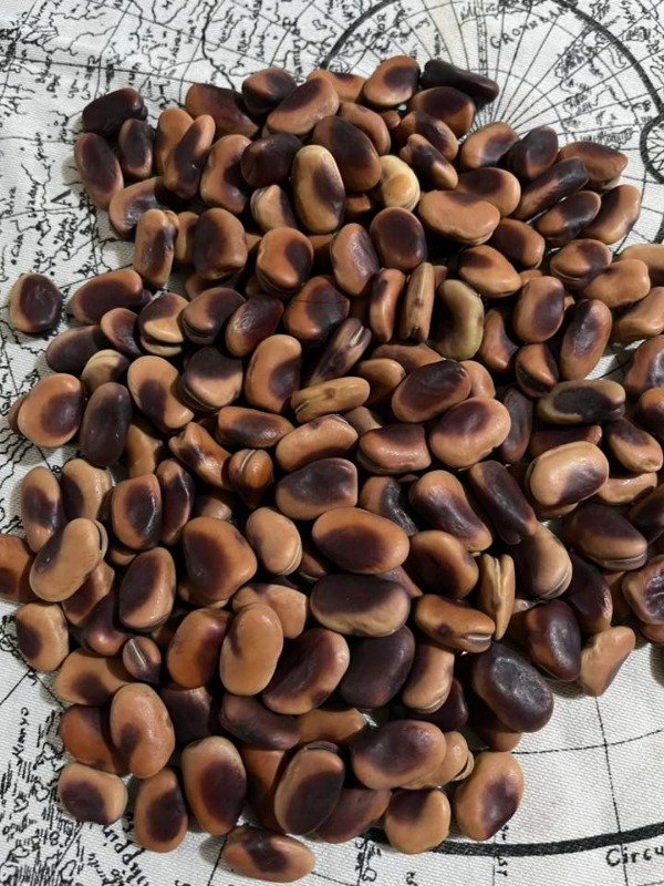 Producto - SEMILLAS DE HABAS LUNITA NATIVAS VARIEDAD HEIRLOOM ANCESTRAL