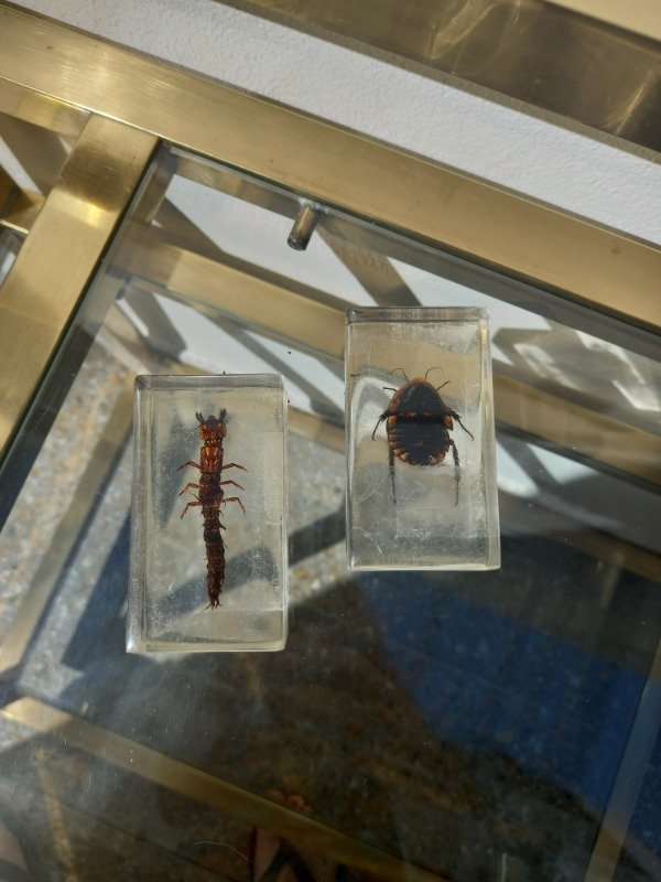 Producto - Insectos en acrílico