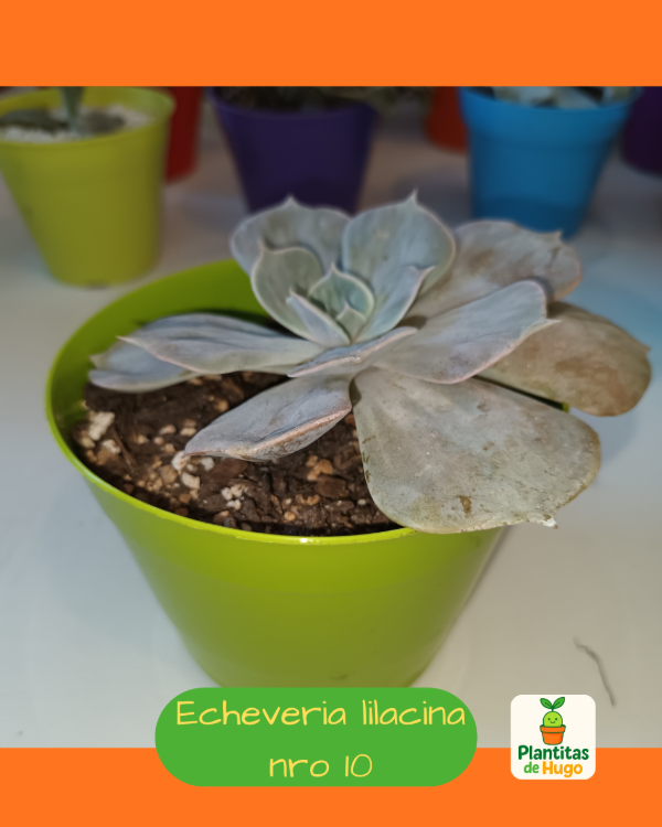 Producto - Echeveria lilacina