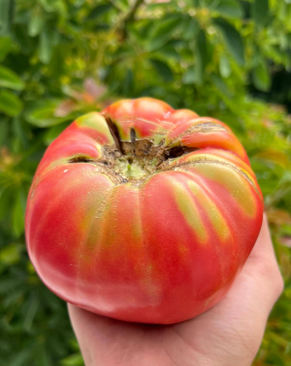 Producto - SEMILLAS DE TOMATE TIFFEN MENONITE HEIRLOOM ROSA