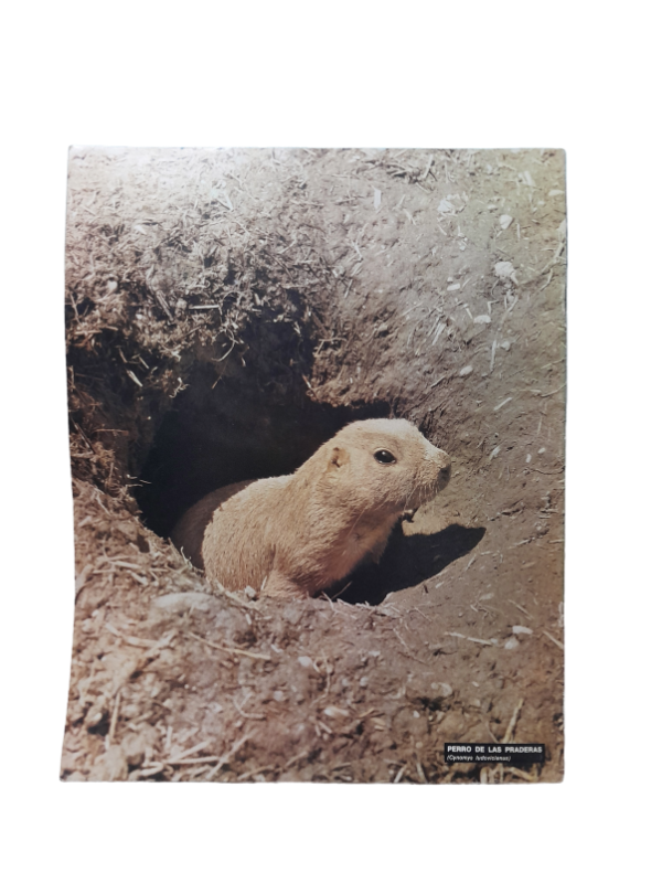 Miniatura de producto - 7