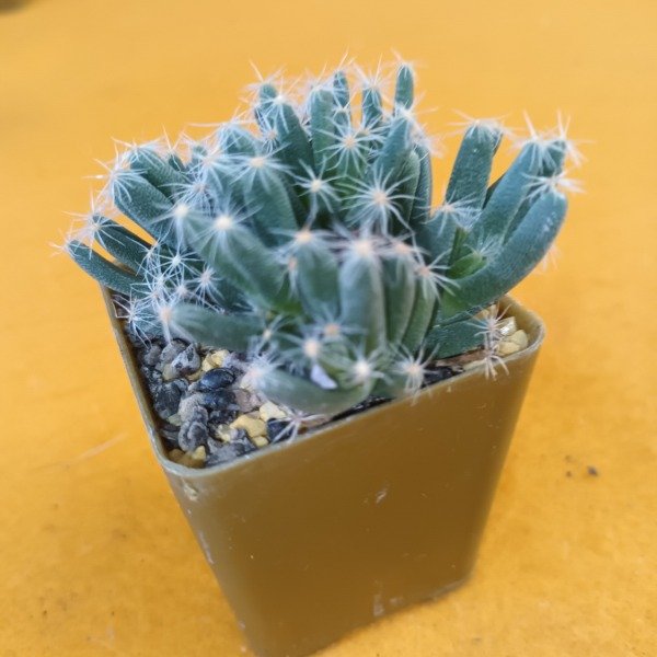 Producto - Trichodiadema densum ó mini cactus estrella