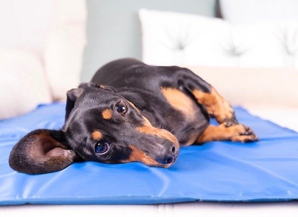 Producto - Mat refrigerante