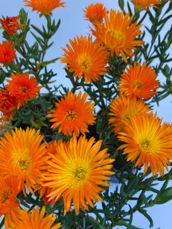 Producto - Rayito de sol naranja en maceta n12