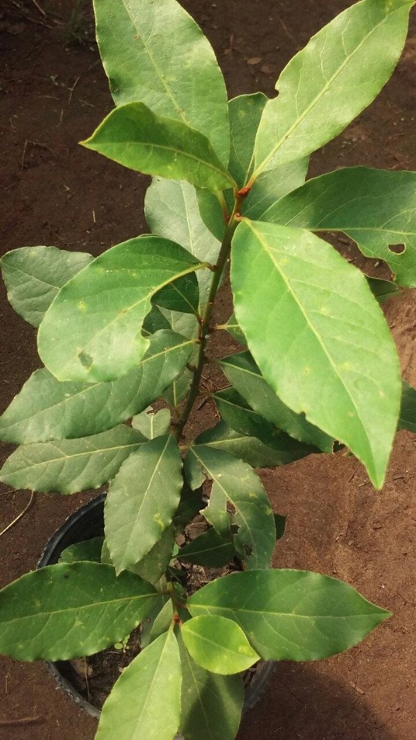 Producto - Laurel