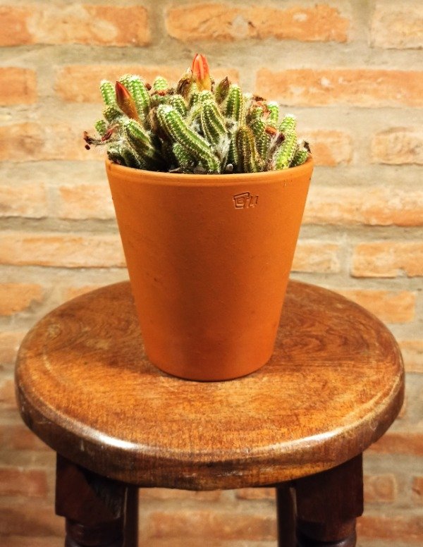 Producto - ECHINOPSIS CHAMAECEREUS
