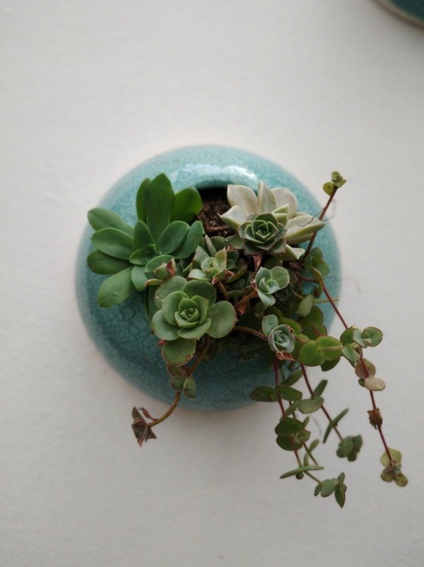 Producto - Maceta semiesférica turquesa con planta