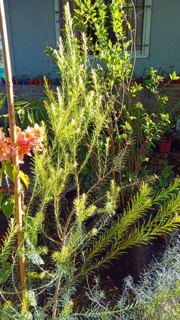 Producto - Melaleuca - 0