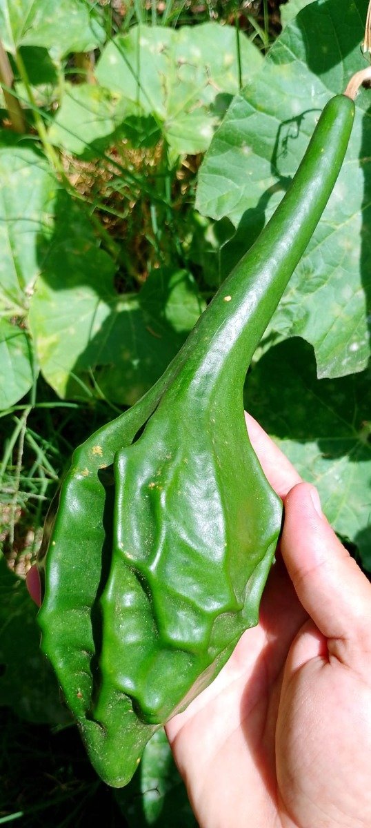 Producto - Semillas de calabaza dinosaurio, maranka gourd